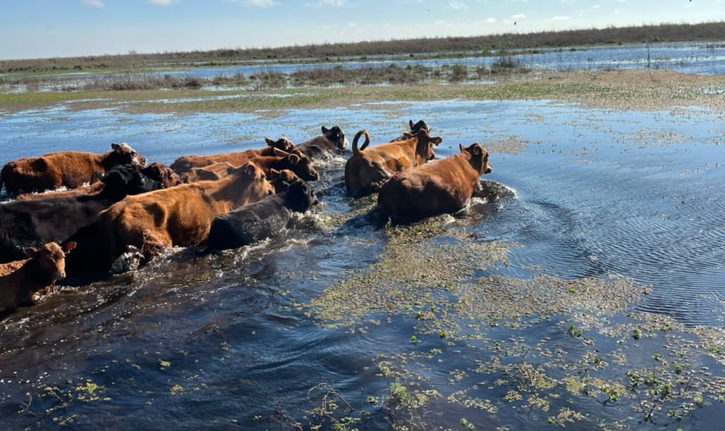 Crecida del Paraná: aceleran evacuación de 30.000 vacas en islas de Victoria