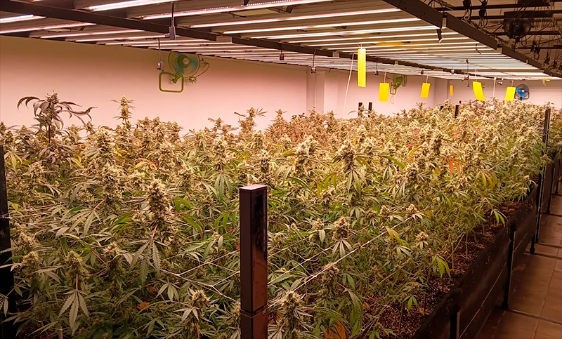 Malabrigo: secuestraron 648 plantas de marihuana en Santa Fe