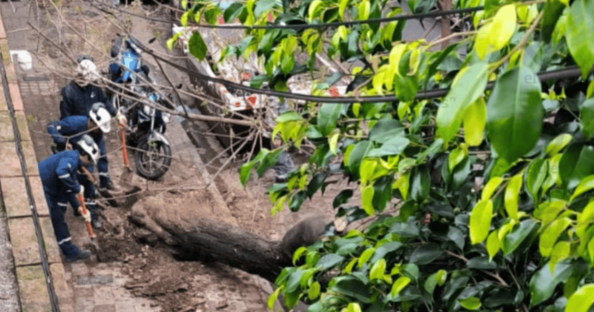 Fuga de gas en Rosario: rompieron un caño al sacar un árbol en barrio Martin
